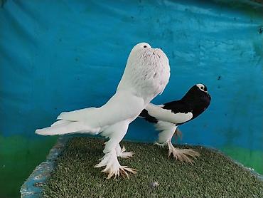 Göyərçinlər: Satilir pomeran Dutular 2 Cut Var cutu 120 Manatdi Bir cut Ag Qara Var — 9