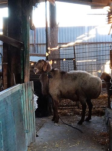 Баран, овца: Продаю | Овца (самка) | Для разведения | Матка — 4