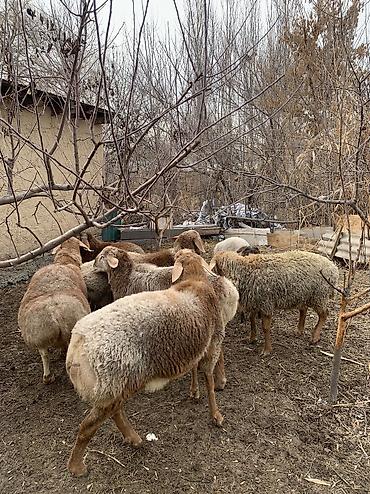 Баран, овца: Продаю | Баран (самец) | Арашан | Для разведения — 2