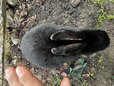 Кролики: Продаю | Крольчиха (самка), Кролик самец, Крольчата | Для разведения — 5