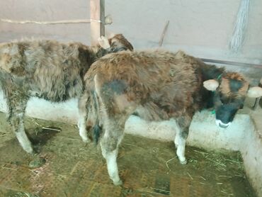 Коровы, быки: Продаю | Тёлка | Алатауская, Полукровка | Для разведения | После отела — 19