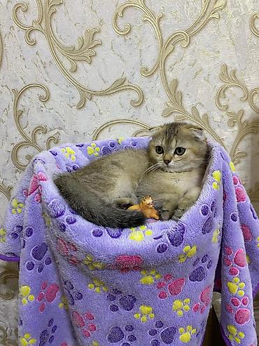 Pişiklər: Şotland — 4