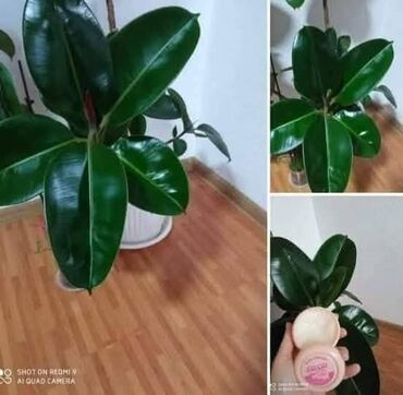 Ostali proizvodi za kuću: 🍀🍀🍀 GALANT KREMA 🍀🍀🍀 ➡️Zastitite svoju obucu od kise⬅️ 🍀 Bezbojna — 5