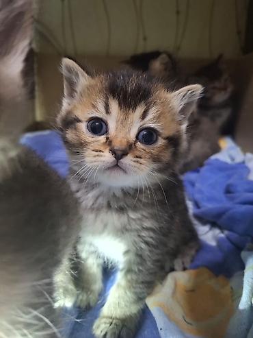 Pişiklər: Britan — 26