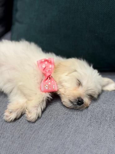 İtlər: Pudel, Peyvəndli — 4