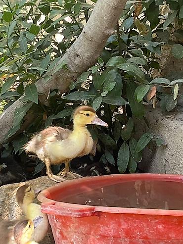 tap.az xacmaz heyvanlar: 38 günlük lal ördək satılır.15 iyulda çıxıblar.30 ədəddir.Ünvan — 1