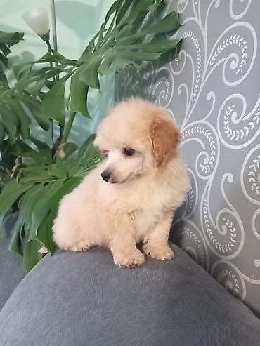 Psi: Patuljasta pudla muzjak 3meseca na lalafo.rs — 6 Psi: Patuljasta pudla muzjak 3meseca — 6