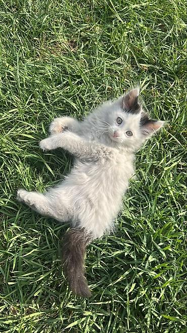 ххх кот: Кошка даром: Беспородная, Мальчик — 1