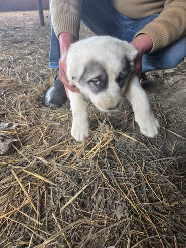 İtlər: Salam hamıya! çox sağlam və gözəl küçüklər satılır! 2 aylıg, erkək və — 2