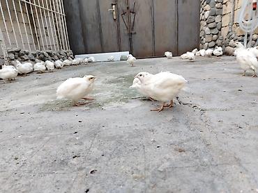 pudel qiymeti: Bildirçin, tam sağlamdır qiymeti 1.50 — 3