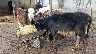 Коровы, быки: Продаю | Тёлка | Для молока | Осеменитель — 3