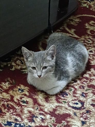 кошка черная: Кошка даром: Скотиш Страйт (Шотландская прямоухая), 4 месяца, Мальчик — 1