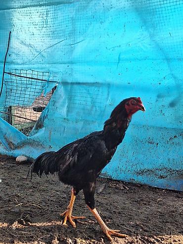 Другие животные: Другие животные — 8