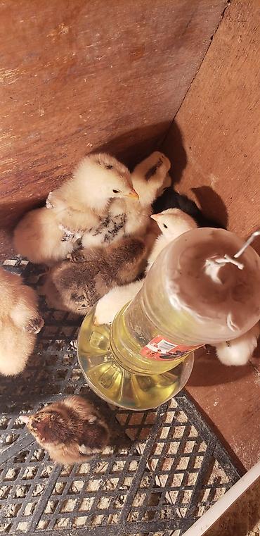 Куры, петухи: Продаю | Цыплята | Для разведения — 13