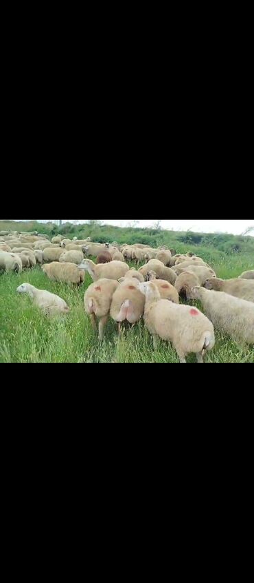 Digər heyvanlar: 8 sentyabr 280 baş Boğaz Şişəklər 1 ci 2 ci 3 cü qarna Satılır kim
