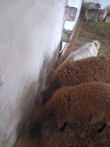 Qoyunlar, qoçlar: Iki baş qala cinsi ekizdilər 11 ayLlqdlLar qiymet birine aiddir.qoc — 6