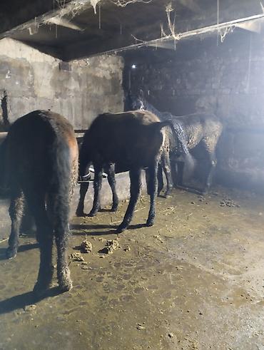 Лошади, кони: Продаю | Жеребенок | Для разведения | Племенные — 10