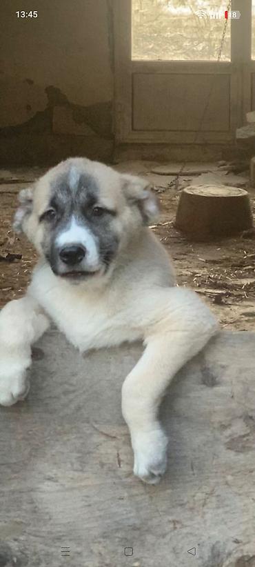 Alabay, 3 ay, Erkək, Peyvəndli, Ünvandan götürmə