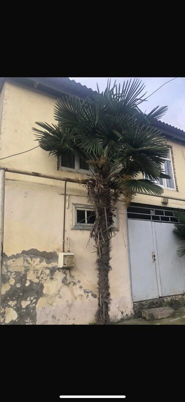 Çöl bitkiləri: Dekorativ xurma ağacı (palma) Qiymetde razilasmag olar - Növ: Fan