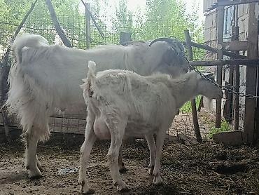 Козы, козлы: Продаю | Коза (самка) | Для молока — 8