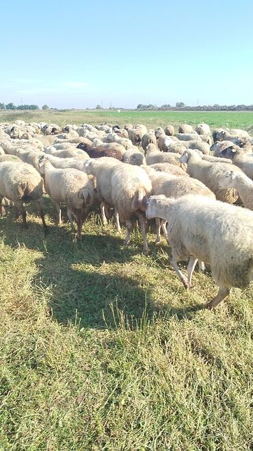 Qoyunlar, qoçlar: Qoyun sürüsü – ət və süd istiqamətli yerli cinslər - Şəkillərdə geniş -da lalafo.az — 28 Qoyunlar, qoçlar: Qoyun sürüsü – ət və süd istiqamətli yerli cinslər - Şəkillərdə geniş — 28