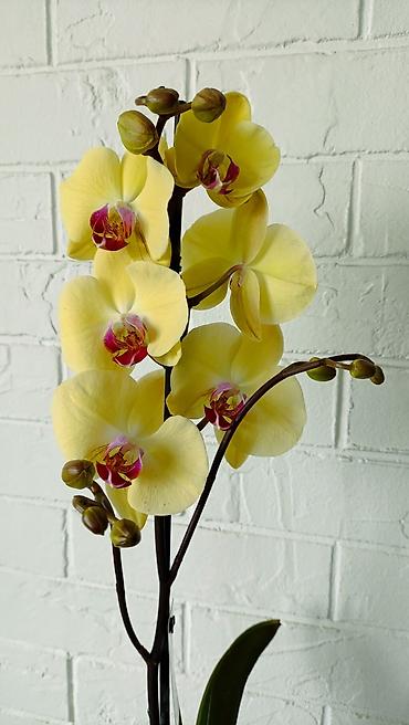 Орхидеи: Большой выбор сортовых орхидей. высота растений 70 см — 10