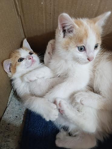 Продажа кошек: Отдам в добрые руки милых и ласковых котят!!!! Возраст 1,5 мес. - — 7