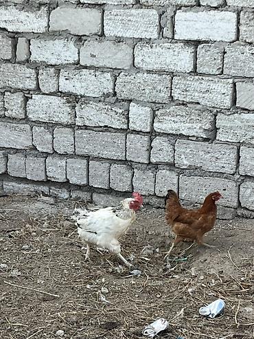 həyət toyuqları: Toyuq, Damazlıq — 3