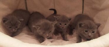 Pişiklər: Britan, Erkək, Dişi — 1