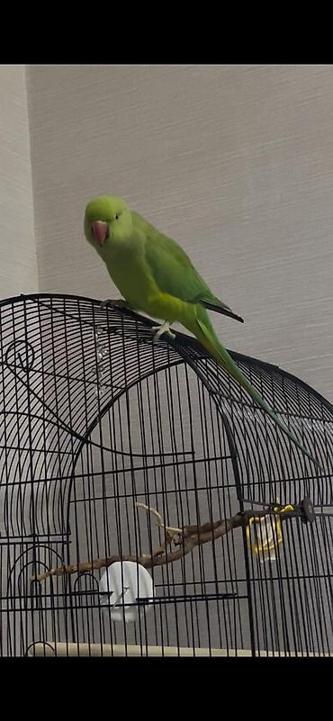 touz quşu: Yaşıl Halsband (Ringneck) tutuquşu – əl öyrəşdirilmiş, insanla — 3
