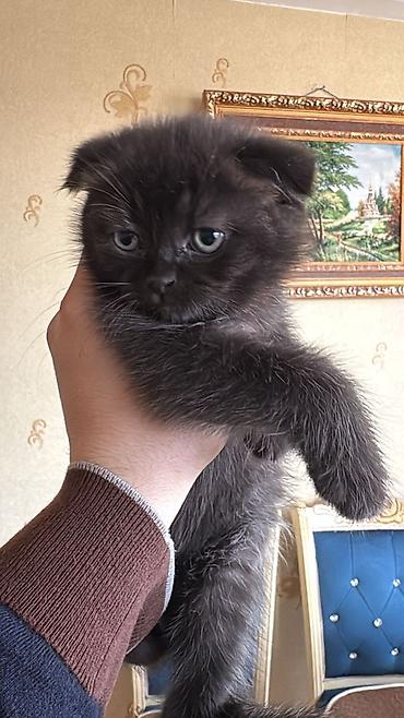 Pişiklər: Şotland, Erkək, Dişi — 14