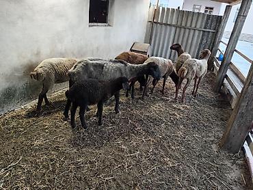 Qoyunlar, qoçlar: Dişi, Qala, il: 1, 50 kq, Damazlıq, Ünvandan götürmə — 14