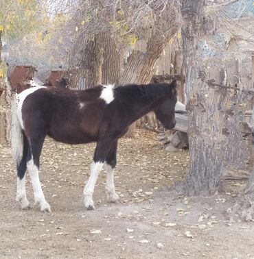 Лошади, кони: Продаю | Жеребенок | Полукровка | Рабочий — 4