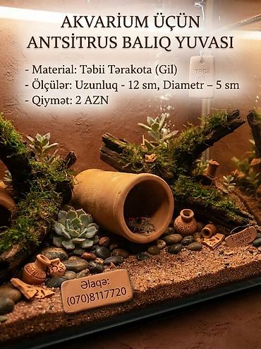 Ünvan Xırdalan Ancitrus akvarium saxsı ev Topdan aliş 1.80 manat Əldə lalafo.az -da Ünvan Xırdalan Ancitrus akvarium saxsı ev Topdan aliş 1.80 manat Əldə