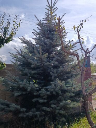 детскую кроватку кроватка к: Ель голубая (Picea pungens ‘Glauca’) - Декоративное хвойное дерево с