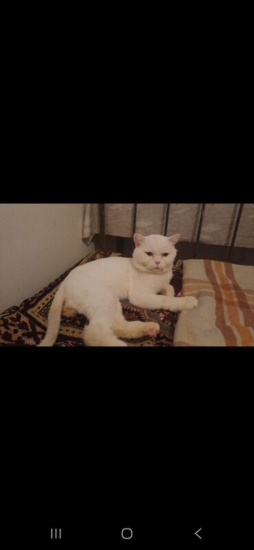 Pişiklər: Ünvandan götürmə — 7