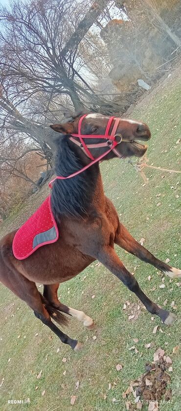 Лошади, кони: Продаю | Жеребенок | Рабочий at lalafo.kg — 8 Лошади, кони: Продаю | Жеребенок | Рабочий — 8