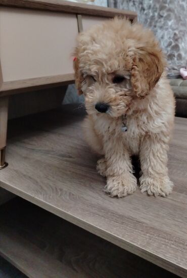 İtlər: Pudel, 8 ay, Erkek, Peyvəndli, Ünvandan götürmə — 4