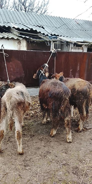 Коровы, быки: Продаю | Музоо, торпок | Полукровка | На откорм | Привязанные — 4