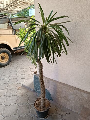 Комнатные растения: Кактус виде пальмы рост 1.5метра.цена 3500