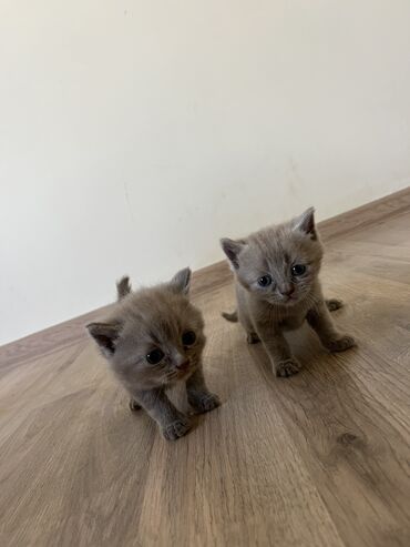 sort pişik: Şotland, Erkək, Yaxşı əllərə, Ünvandan götürmə, Pulsuz çatdırılma