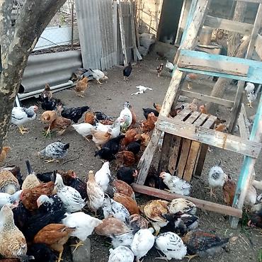 Toyuqlar: Toyuq, Damazlıq — 8