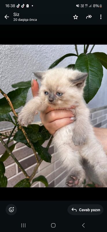 şotland pişiyi qiyməti: Şotland, Dişi, Pulsuz çatdırılma