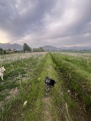 Продажа собак: Кокер-спаниель, 1 год, Самка, С прививкой — 11