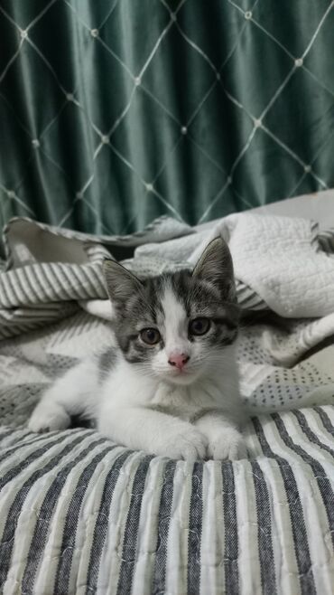 кошка котенок: Кошка даром: Беспородная, 3 месяца, Девочка, Проглистована, С прививками