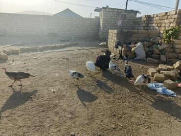 halep keçisi satilir: Dişi, Kanada, Damazlıq, Ödənişli çatdırılma