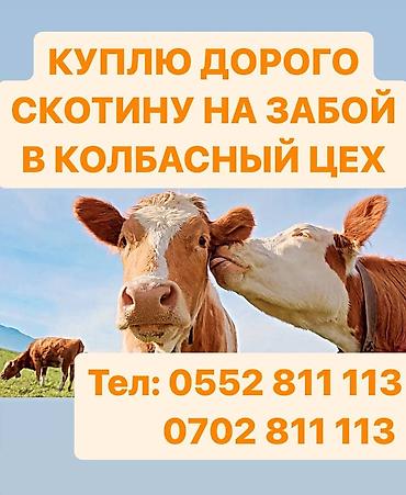 живой корм: Частное лицо : Коровы, быки, Лошади, кони, | Любое состояние, На забой, на мясо, Бесплатная доставка — 3