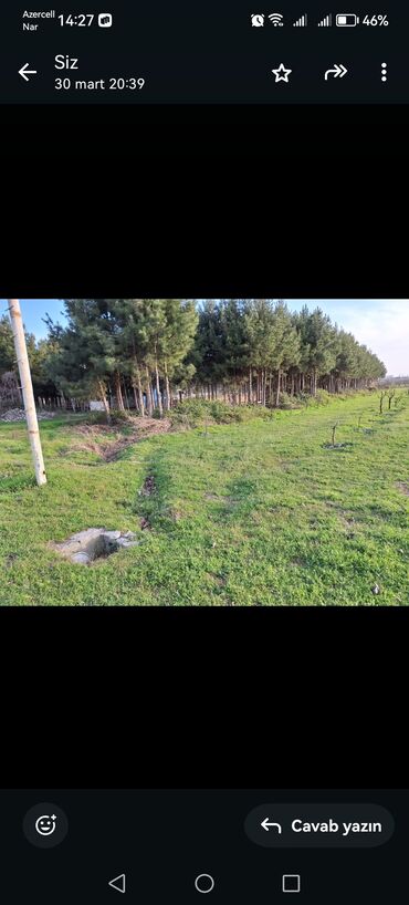 Digər bitkilər: 15 illik 8-10 metrəlik şam ağacları satılır. Ağdaş
