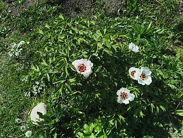 семена мака: Древовидные пионы (Paeonia suffruticosa) с крупными экзотическими — 6