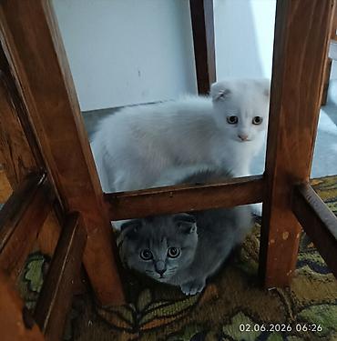 собаки мальтипу: Скотиш Фолд (Шотландская вислоухая), 2 месяца, Мальчик, Белый, Приучена к лотку — 6